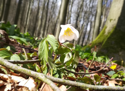 Buschwindrößchen im Buchenwald