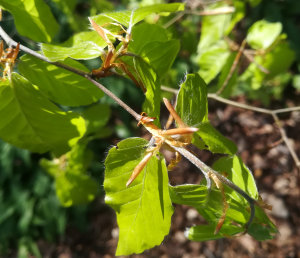 frisches Buchengrün-Blätter am Deister