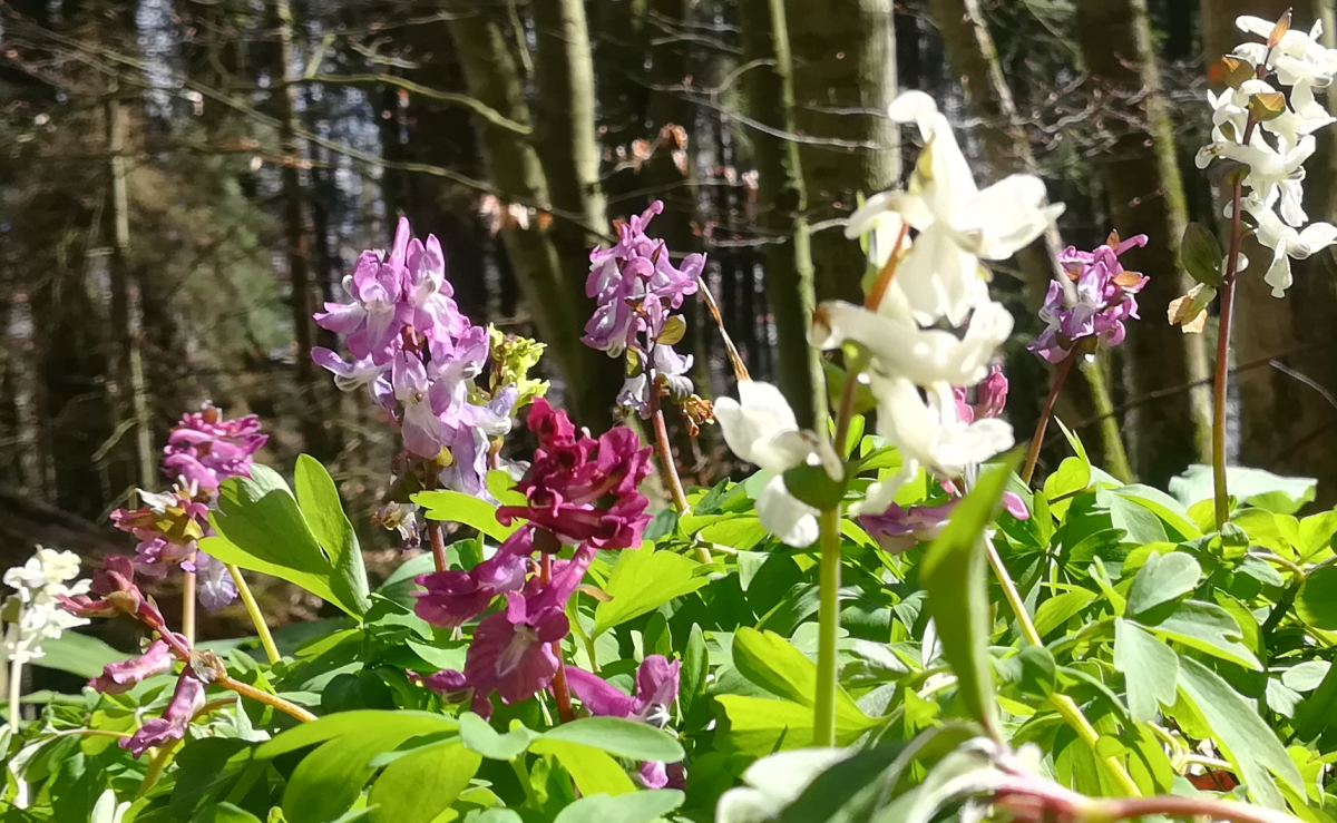 Foto von Lärchensporn im Wald am Deister