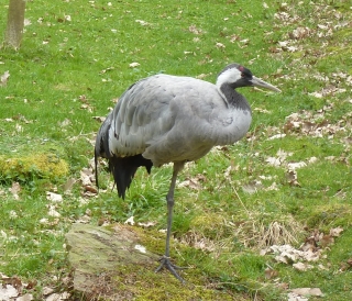 ein Kranich im Wiesentgehege Springe