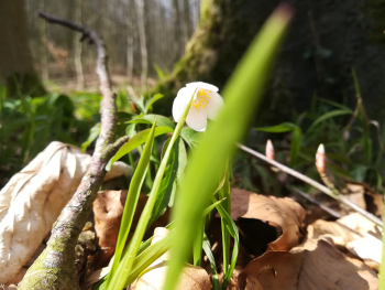 Foto von einem Buschwindrößchen im Wald am Deister